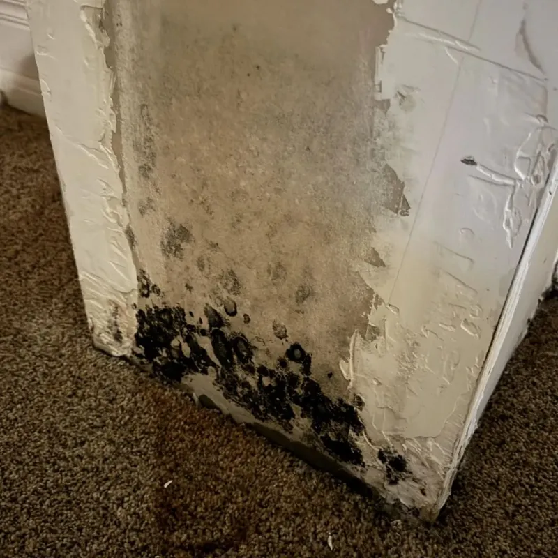 Professional Mold Removal in Craig County, OK